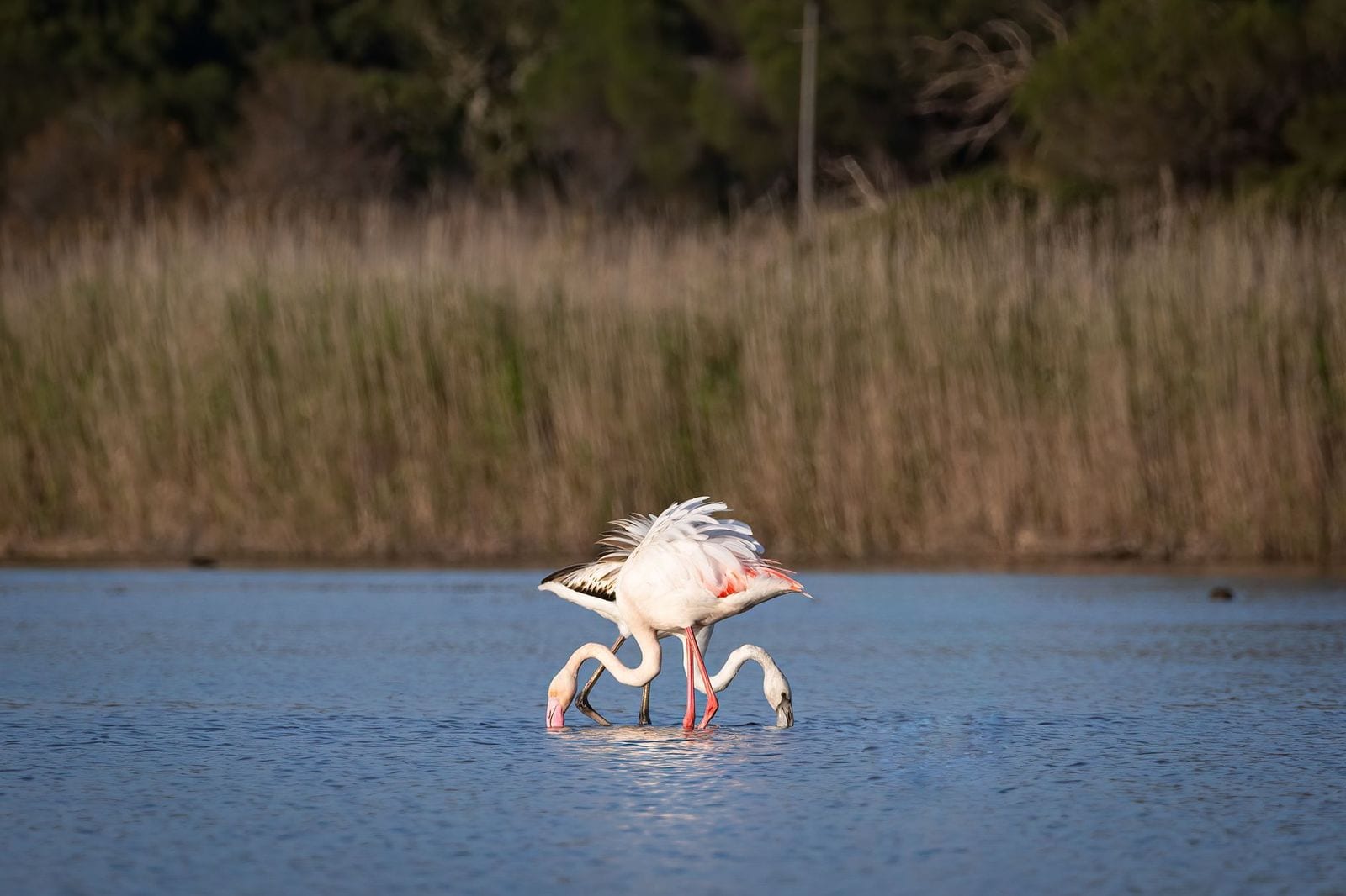 Deux flamants roses qui se nourrissent dans l’eau d’une lagune, devant des roseaux